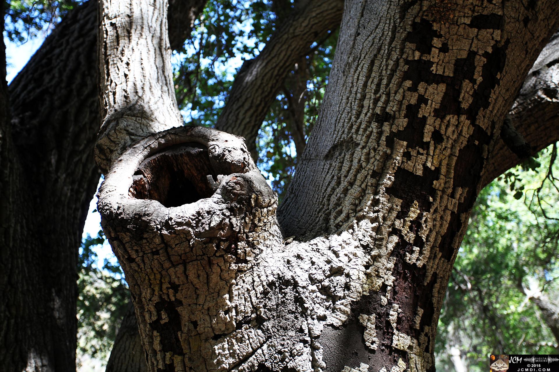 Whitney Canyon Hike hollow tree branch stump